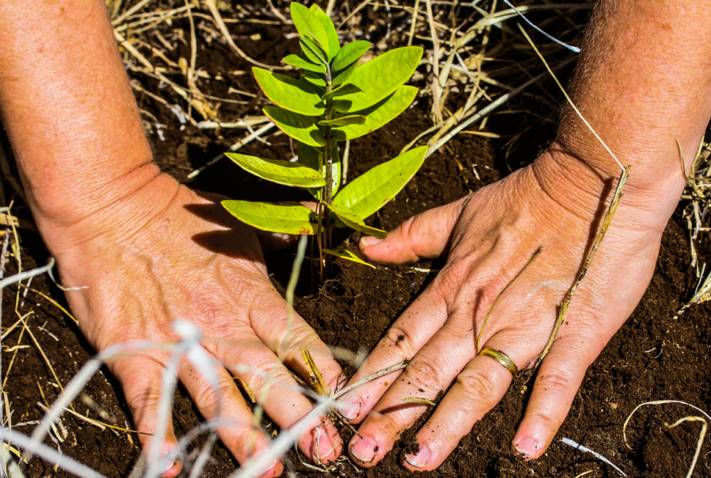 NEW Kohala Zipline Giveback Experience